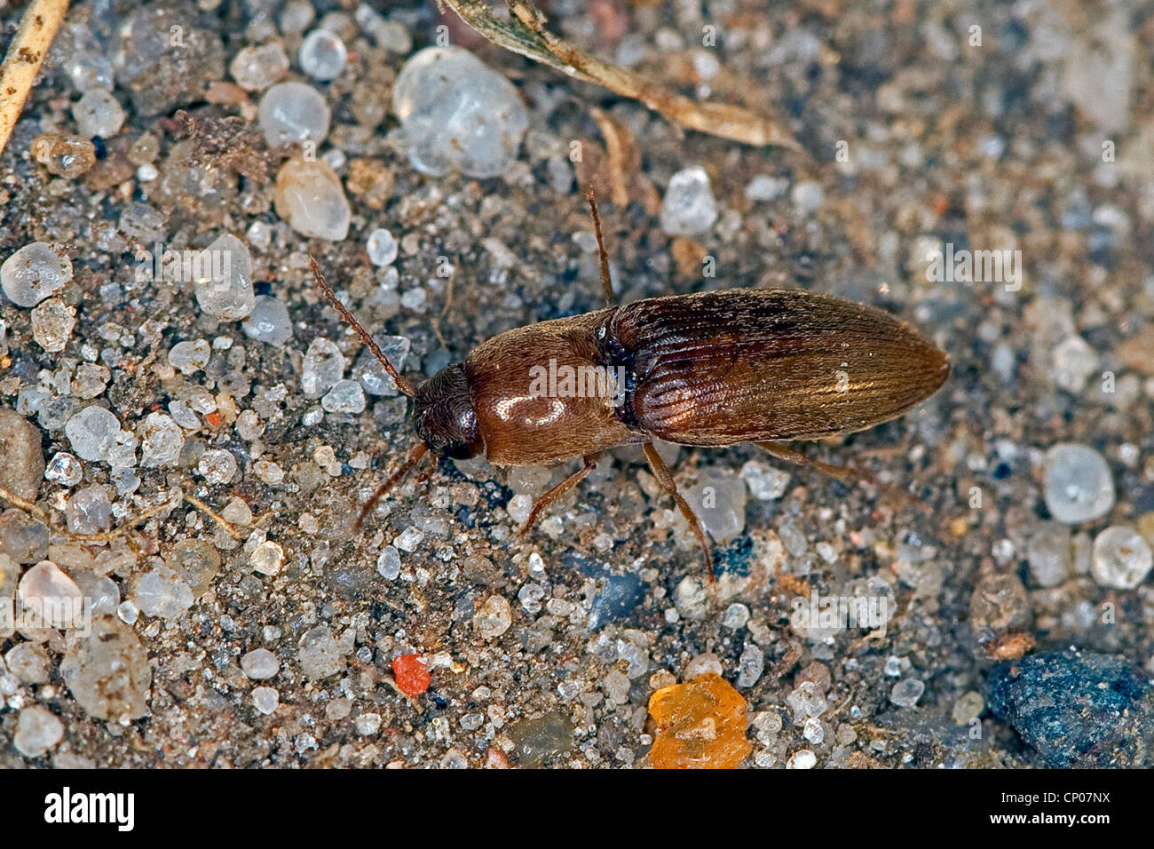 Common click beetle (Agriotes sputator), on the ground, Germany Stock Photo
