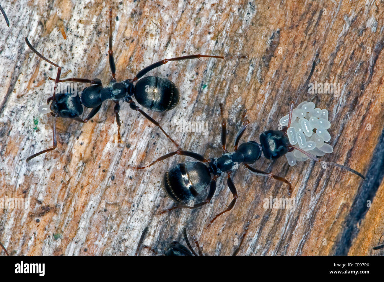 Formica fusca hi-res stock photography and images - Alamy