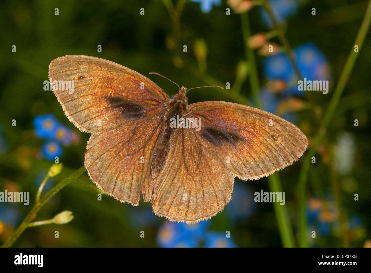 Meadow brown (Maniola jurtina, Epinephele jurtina), male on forget-me-not, Germany Stock Photo