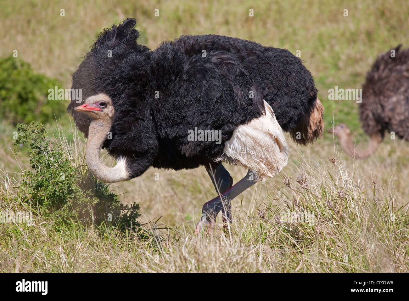 ostrich (Struthio camelus), male running in meadow, South Africa, Eastern Cape, Addo Elephant National Park Stock Photo