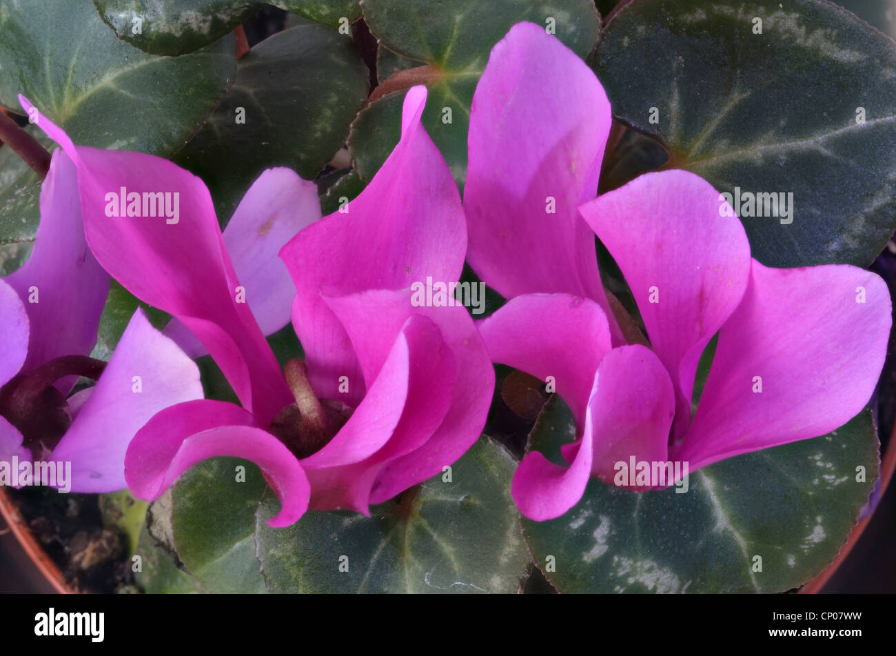 Close-up top view of pot-grown indoor Cyclamen plant with magenta coloured flowers. Stock Photo