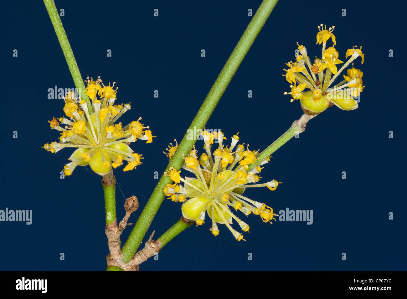 cornelian cherry wood (Cornus mas), blooming branch, Germany Stock Photo