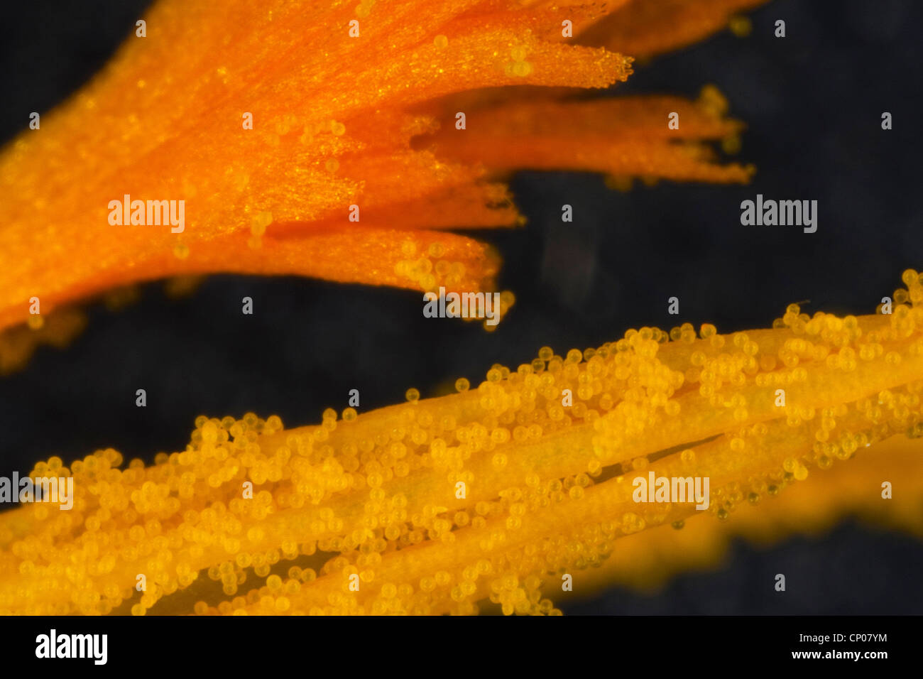 crocus (Crocus spec.), stamens and stigma with pollen Stock Photo