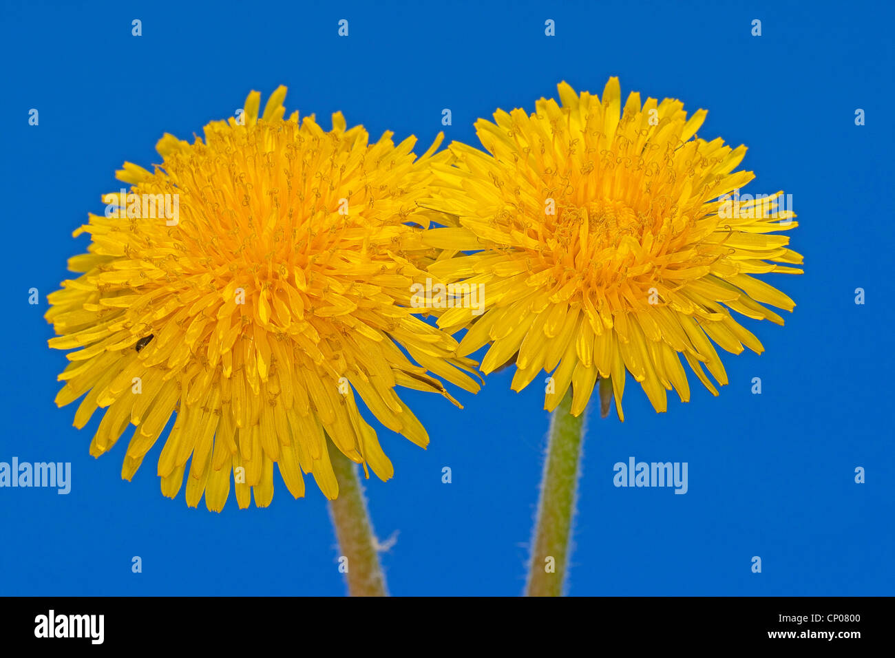 common dandelion (Taraxacum officinale), two inflorescences against blue background, Germany Stock Photo