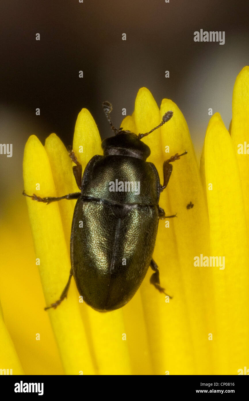 pollen beetle (Meligethes aeneus, Brassicogethes aeneus), on coltsfoot, Germany Stock Photo Alamy