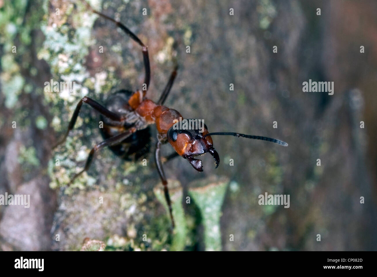 wood ant (Formica rufa), defence posture, Germany, 1 Stock Photo Alamy
