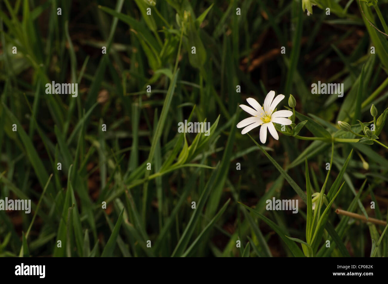 Small white flower in grass hi-res stock photography and images - Alamy