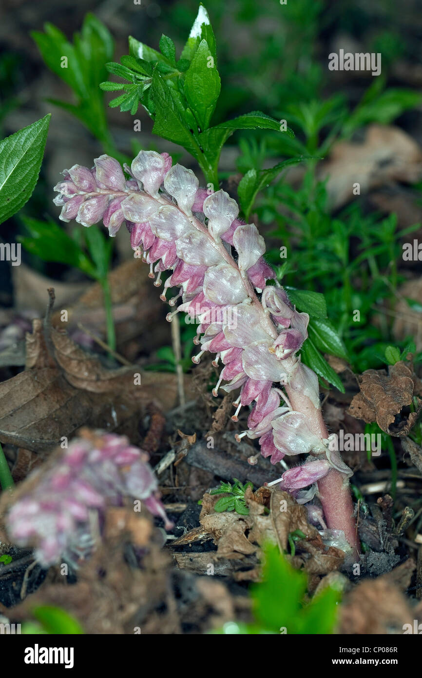 Common toothwort (Lathraea squamaria), blooming, Germany Stock Photo