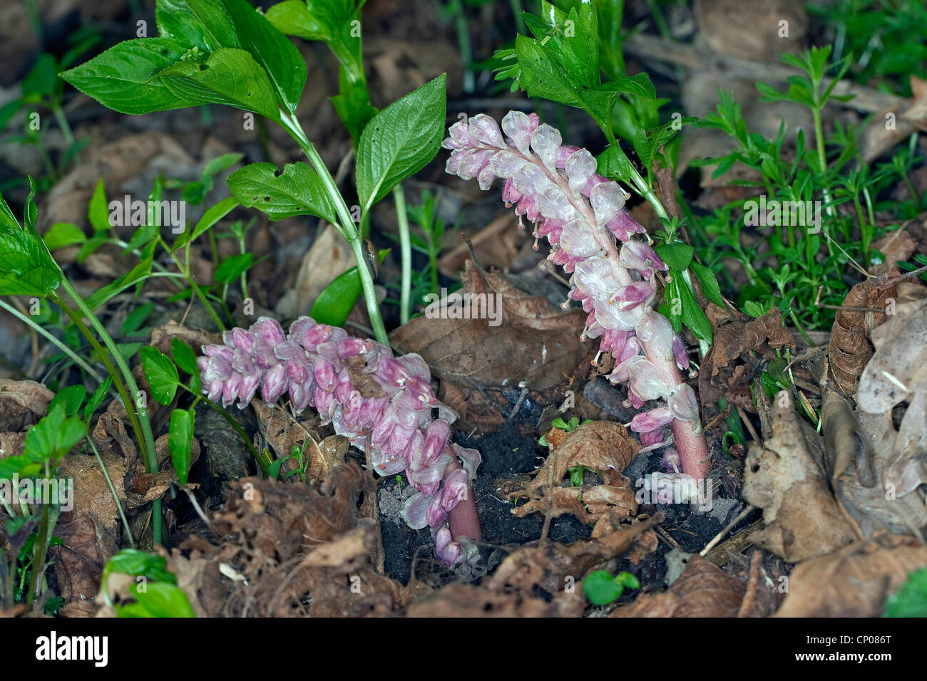 Common toothwort (Lathraea squamaria), blooming, Germany Stock Photo