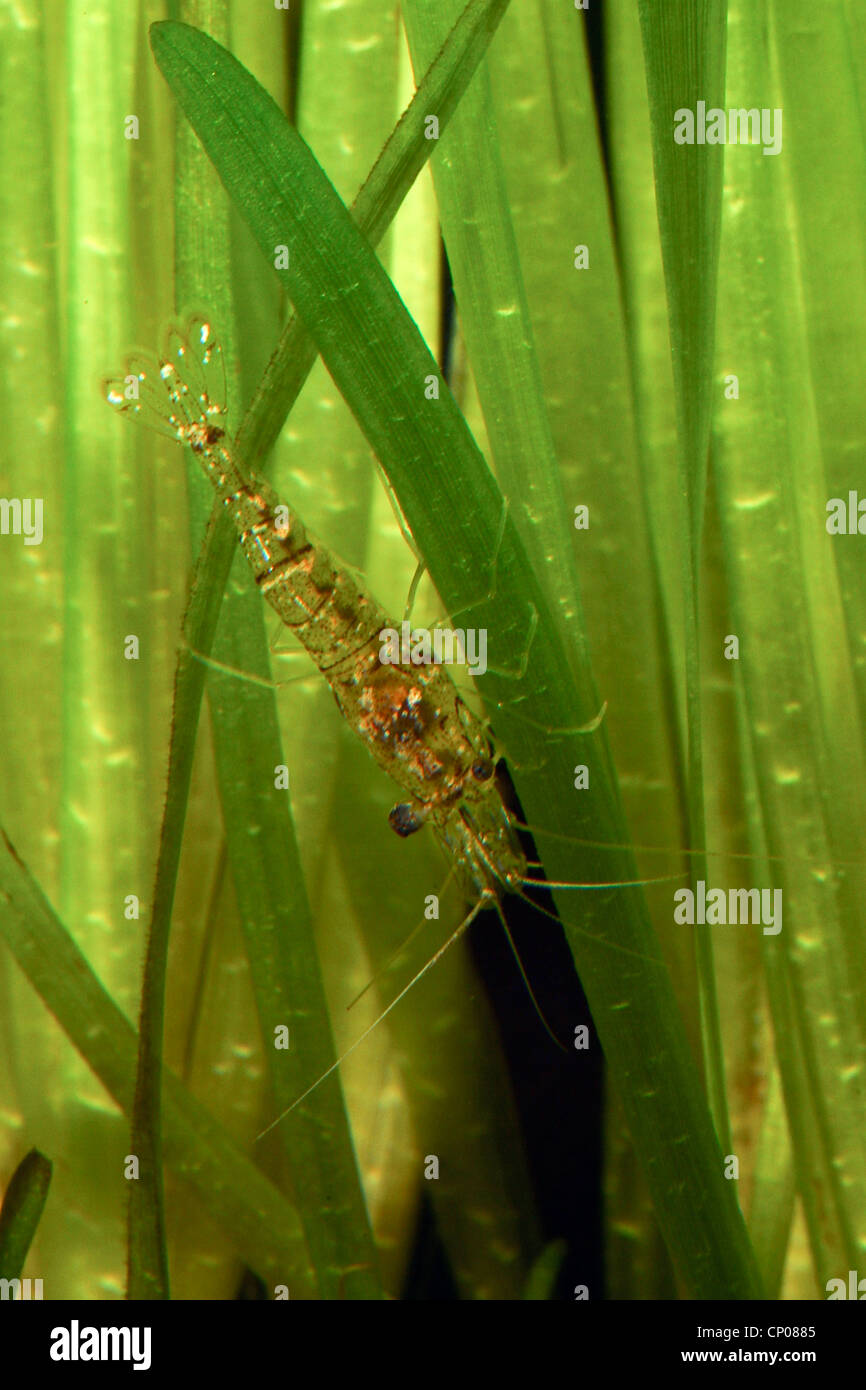 Freshwater shrimp, Grass shrimp (Palaemonetes antennarius), Germany Stock Photo