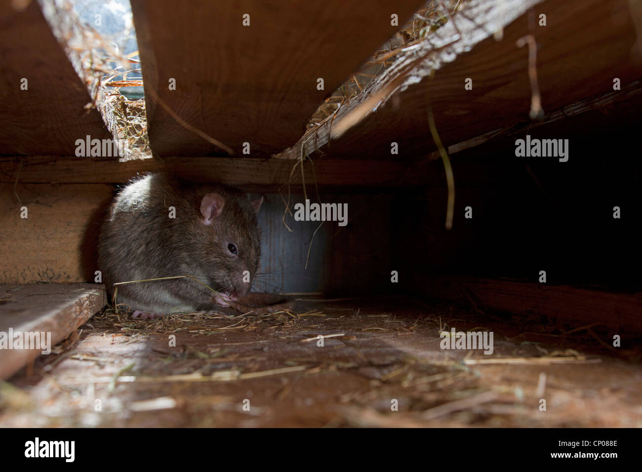 Brown Rat Common Brown Rat Norway Rat Common Rat Rattus Norvegicus Hidden Between Wooden Beams Germany Rhineland Palatinate Stock Photo Alamy