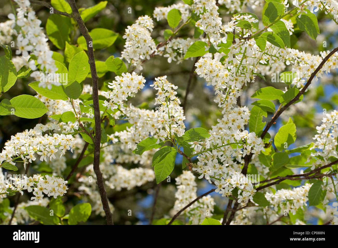 European bird cherry (Prunus padus, Padus avium), blooming twigs, Germany Stock Photo