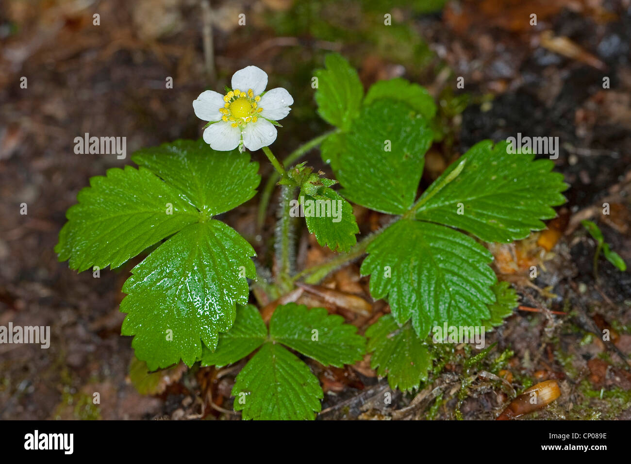 wild strawberry, woodland strawberry, woods strawberry (Fragaria vesca), blooming, Germany Stock Photo