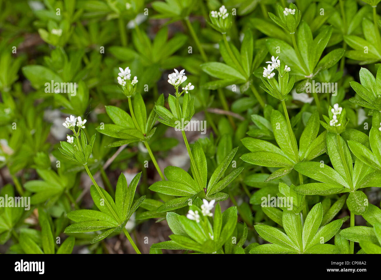 sweet woodruff (Galium odoratum), blooming, Germany Stock Photo