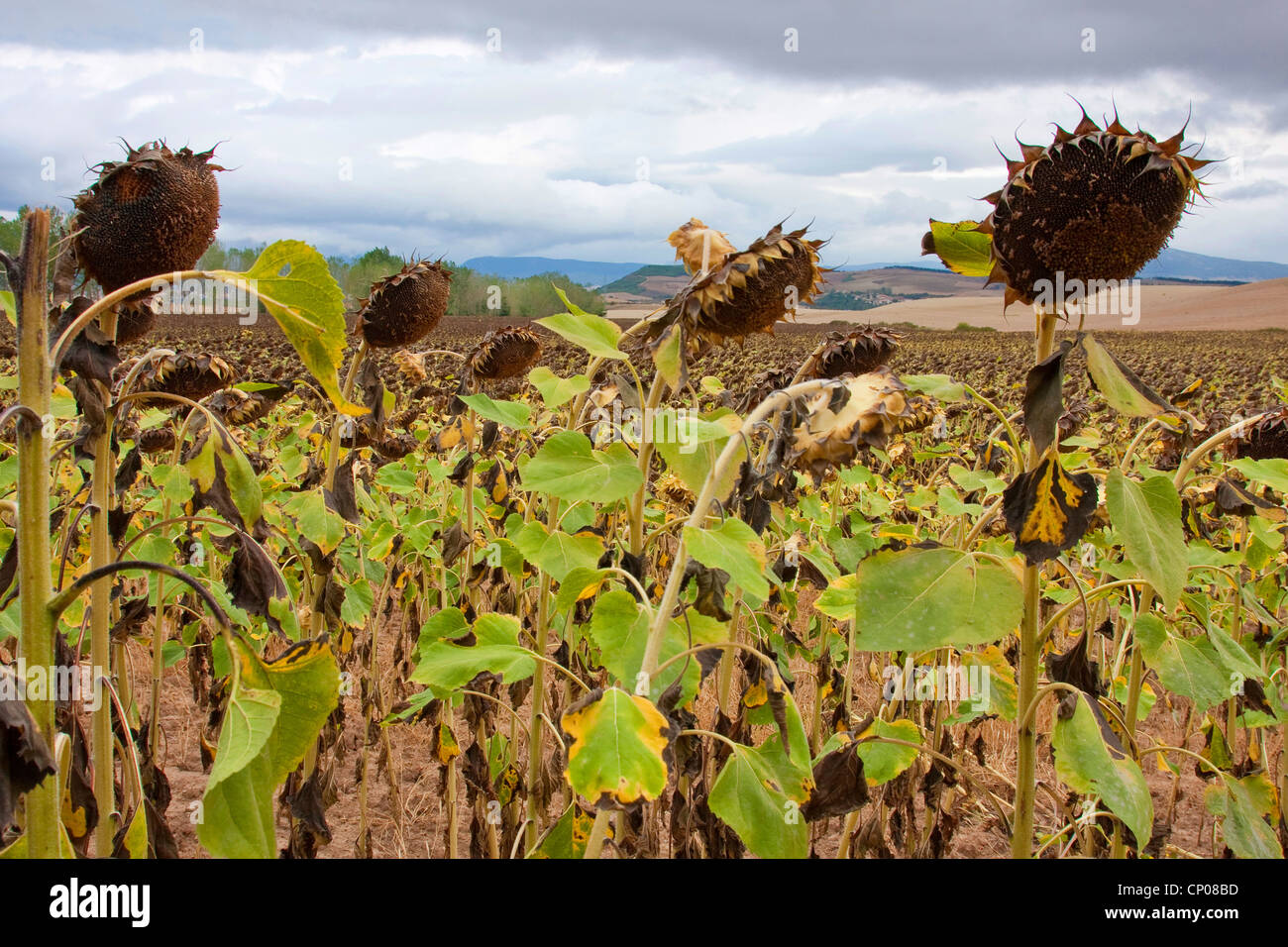 withered sunflower field, Spain, Basque country, Navarra Stock Photo