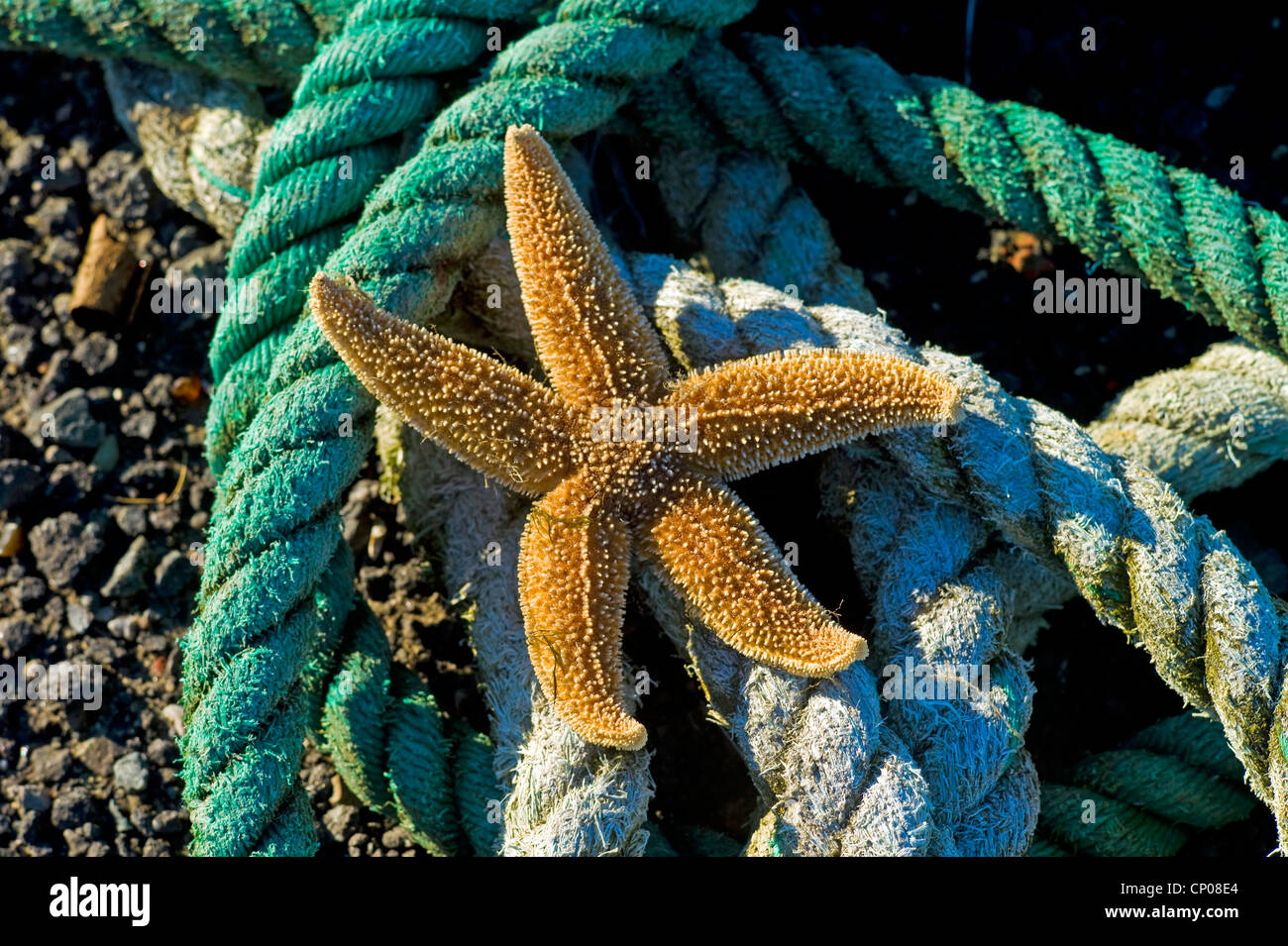 common starfish, common European seastar (Asterias rubens), on ropes ...