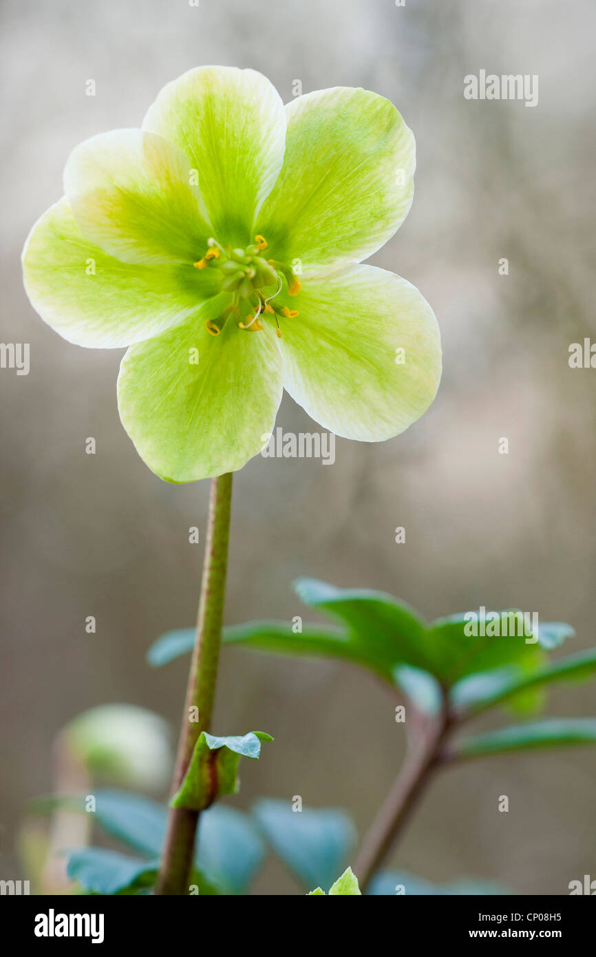 black hellebore (Helleborus niger), flower in backlight, Germany Stock