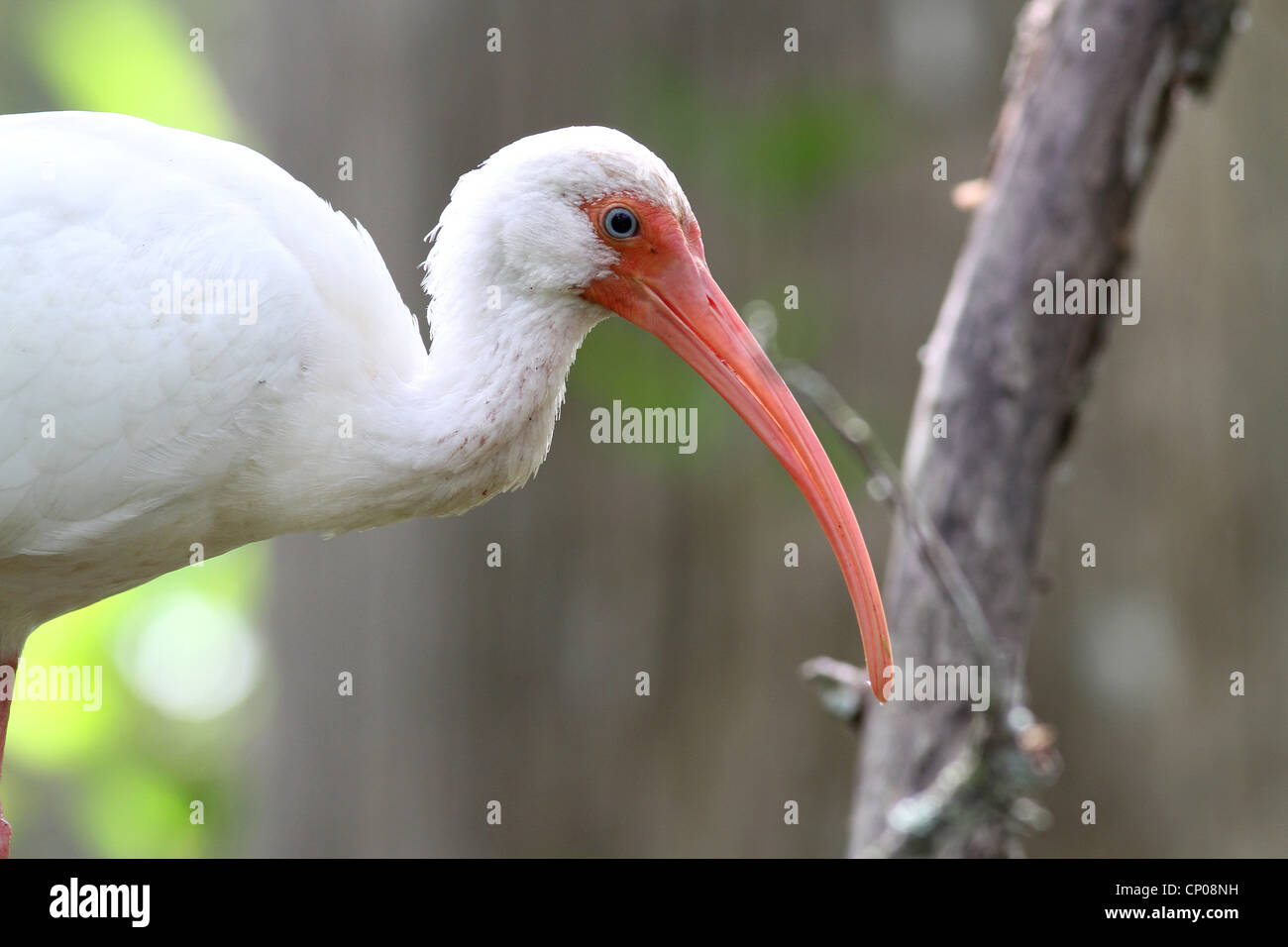 White ibis Stock Photo