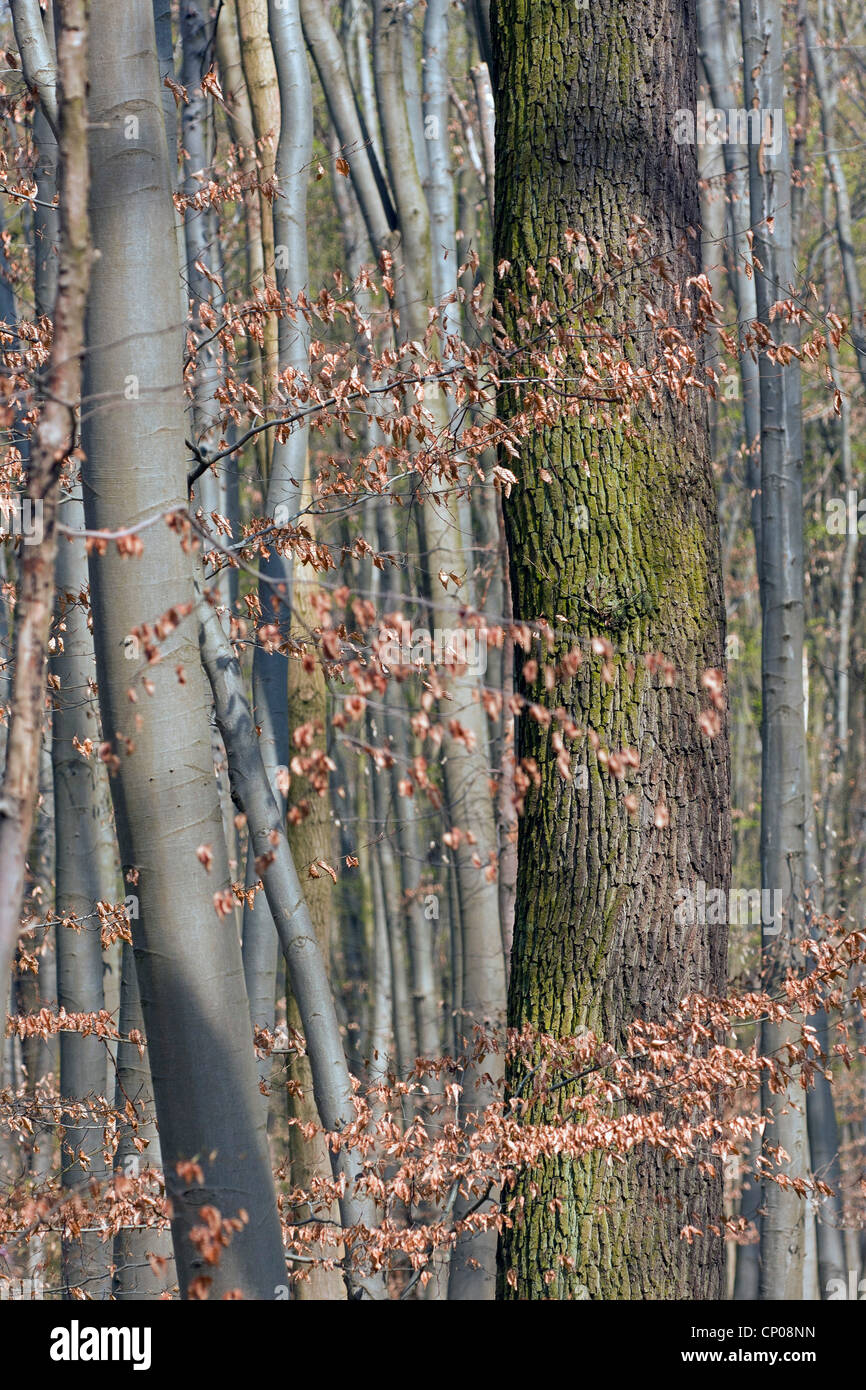 tree trunks of a forest, Germany, Hesse, Moerfelden-Walldorf Stock Photo