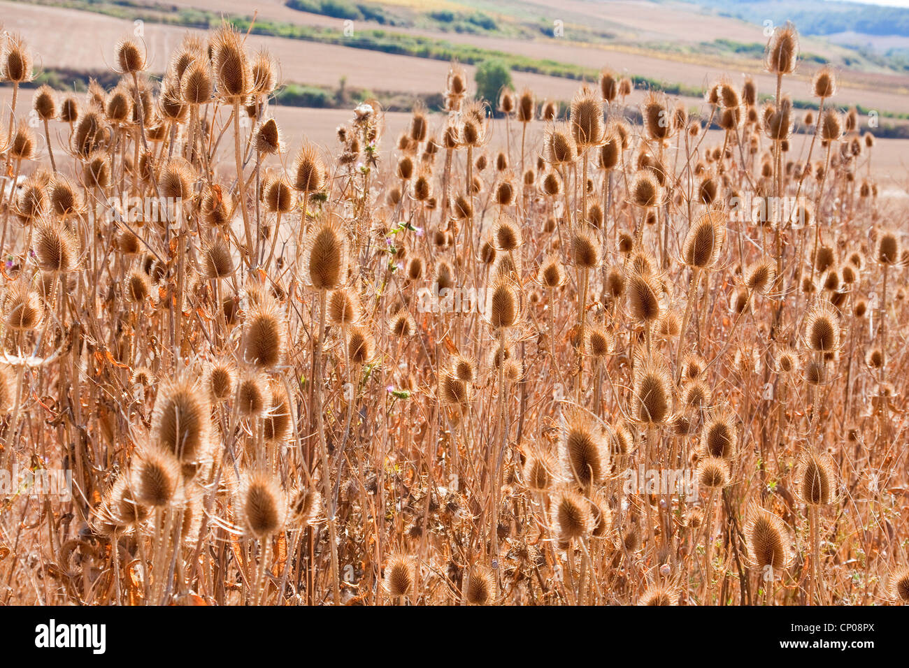 withered thistles at the edge of the Way of St. James between Villamayor del Rio and Belorado, Spain, Kastilien und Le�n, Burgos Stock Photo