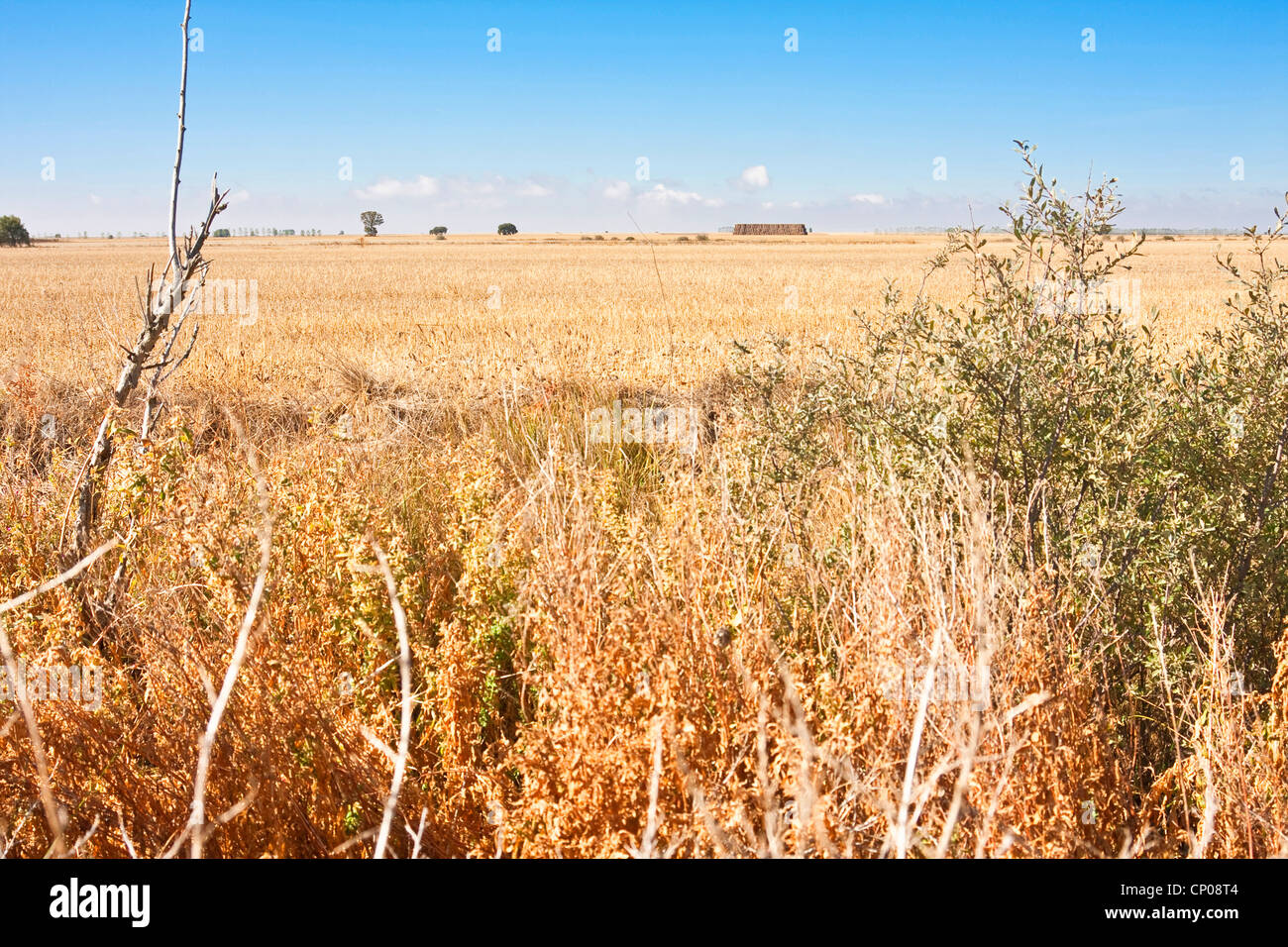dried vegetation at the Way of St James between Carri�n de los Condes and Calzadilla de la Cueza, Spain, Kastilien &amp; Le�n, Palencia Stock Photo