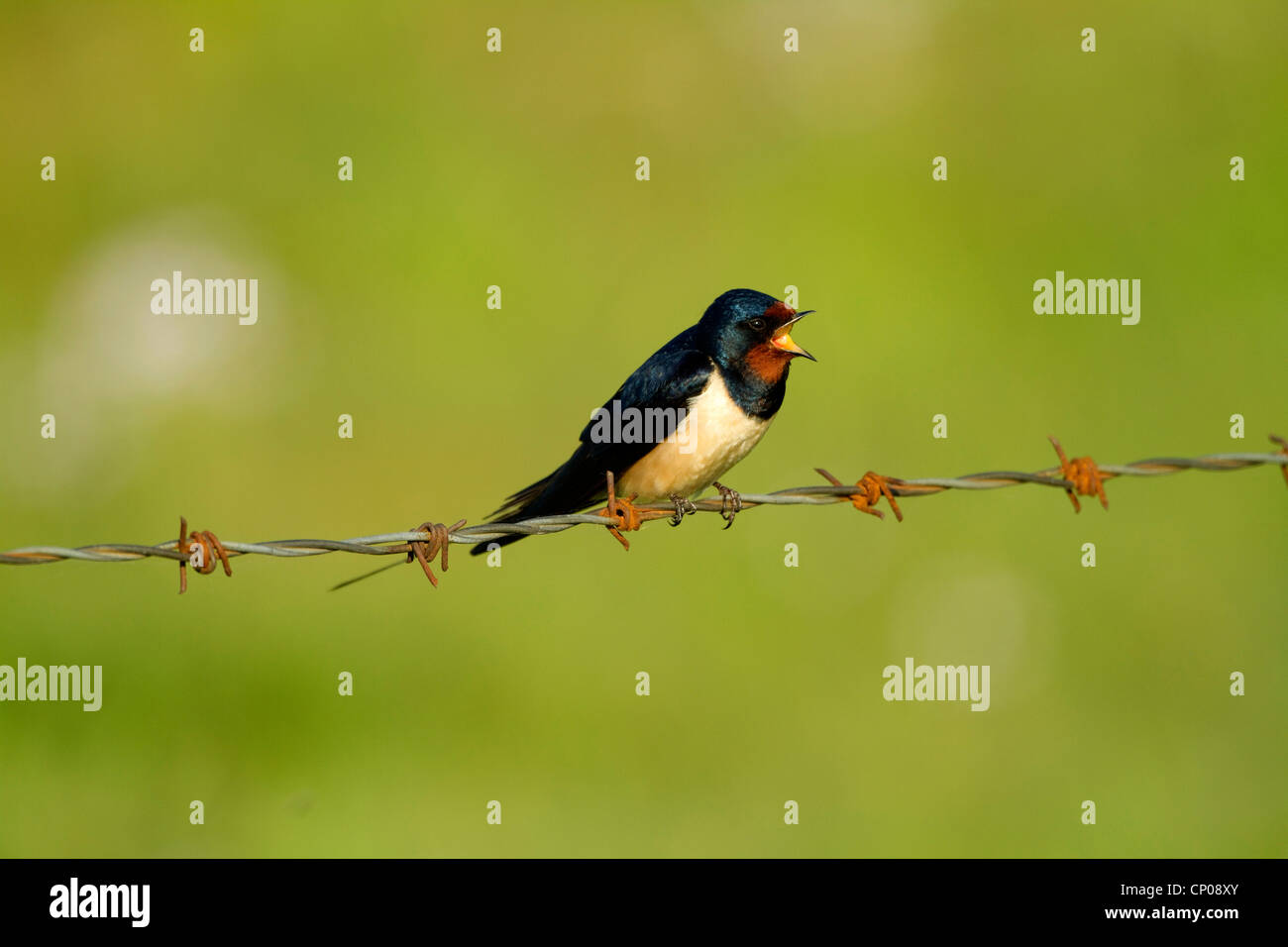 barn swallow (Hirundo rustica), sitting on a barbed wire singing, Germany Stock Photo
