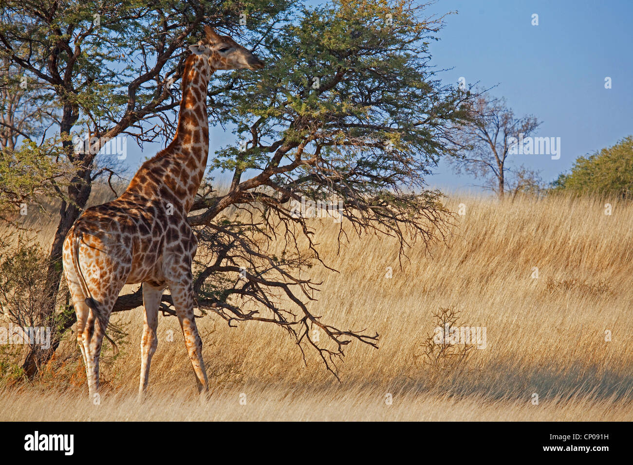 Cape giraffe (Giraffa camelopardalis giraffa), standing under acacia, South Africa, Northern Cape, Kgalagadi Transfrontier National Park Stock Photo