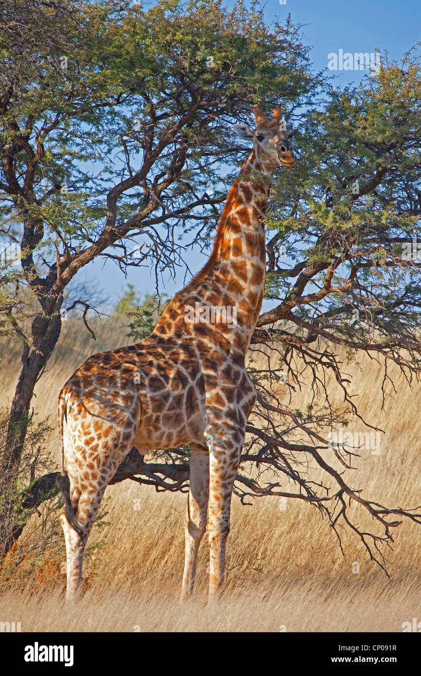 Cape Giraffe Giraffa Camelopardalis Giraffa Standing Under Acacia South Africa Northern 5082