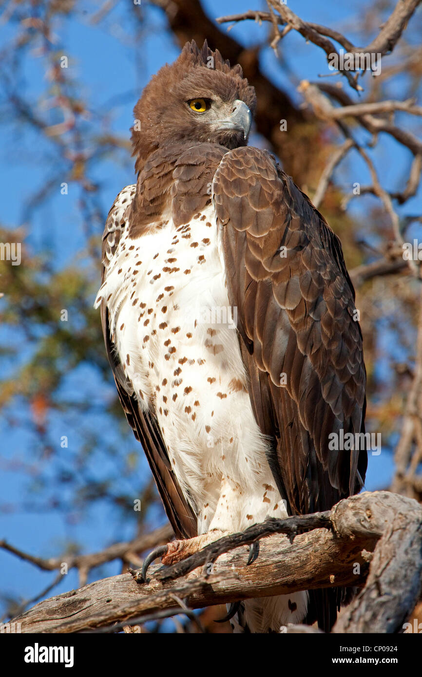 martial eagle (Polemaetus bellicosus, Hieraaetus bellicosus), on a tree, South Africa, Northern Cape, Kgalagadi Transfrontier National Park, Askham Stock Photo