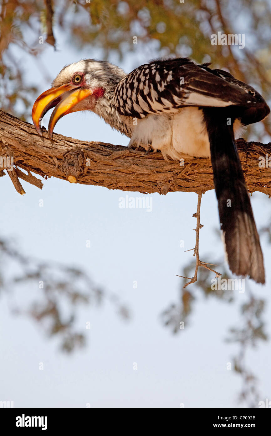 southern yellow-billed hornbill (Tockus leucomelas), sitting on a branch, South Africa, Northern Cape, Kgalagadi Transfrontier National Park, Askham Stock Photo