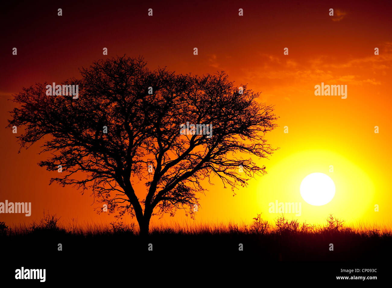 tree at sunset, South Africa, Northern Cape, Kgalagadi Transfrontier National Park, Askham Stock Photo