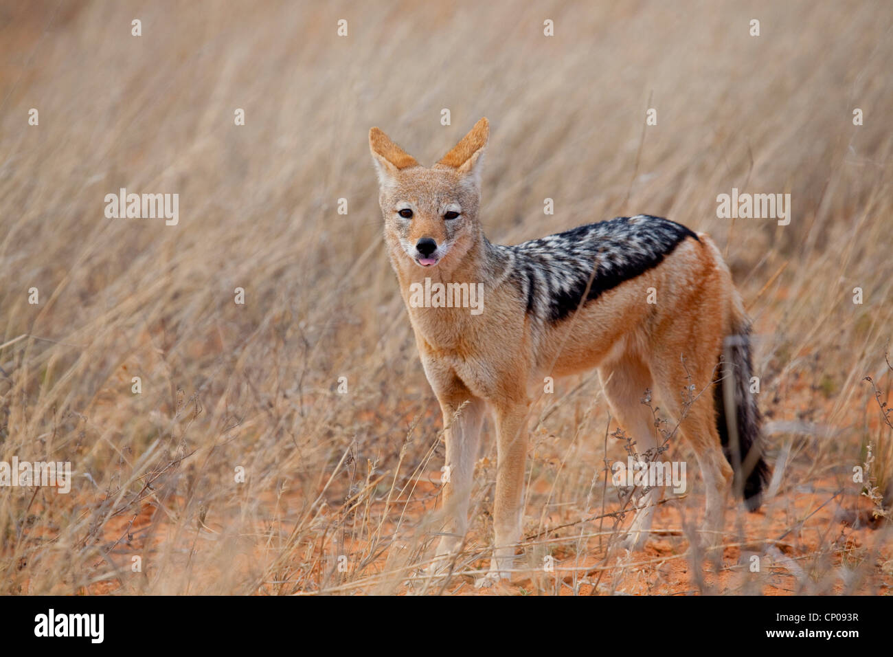 black-backed jackal (Canis mesomelas), standing, South Africa, Northern Cape, Kgalagadi Transfrontier National Park Stock Photo