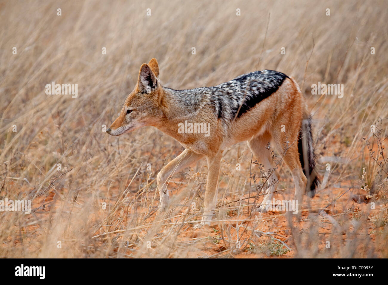 black-backed jackal (Canis mesomelas), in savannah, South Africa, Northern Cape, Kgalagadi Transfrontier National Park Stock Photo