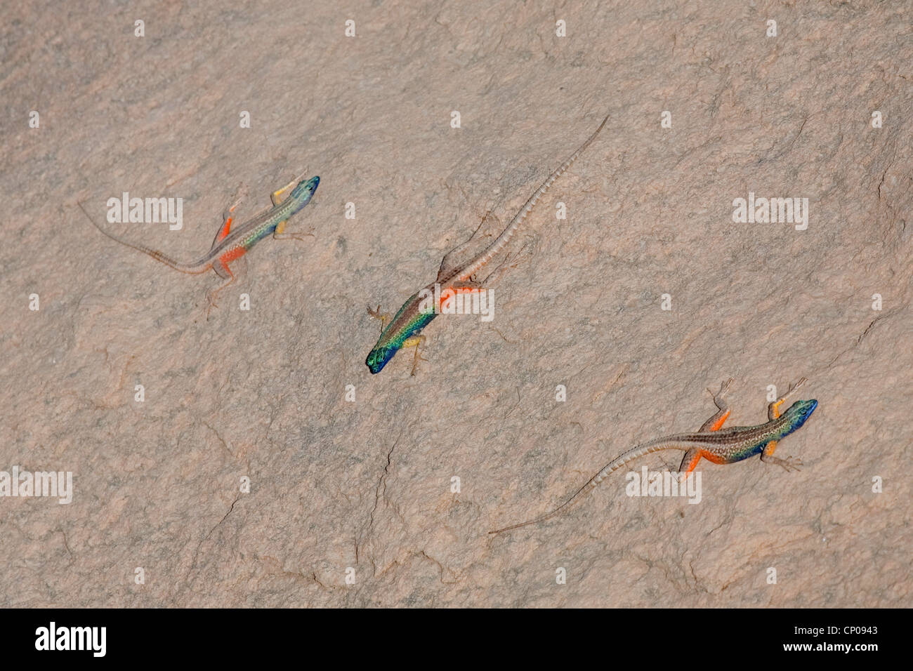 Broadley's Flat Lizard (Platysaurus broadleyi), three colourful males on a rock, South Africa, Northern Cape, Augrabies Falls-Nationalpark, Kakamas Stock Photo