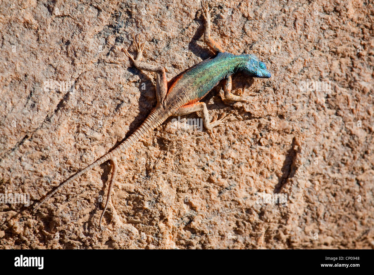 Broadley's Flat Lizard (Platysaurus broadleyi), colourful male on a rock, South Africa, Northern Cape, Augrabies Falls-Nationalpark, Kakamas Stock Photo