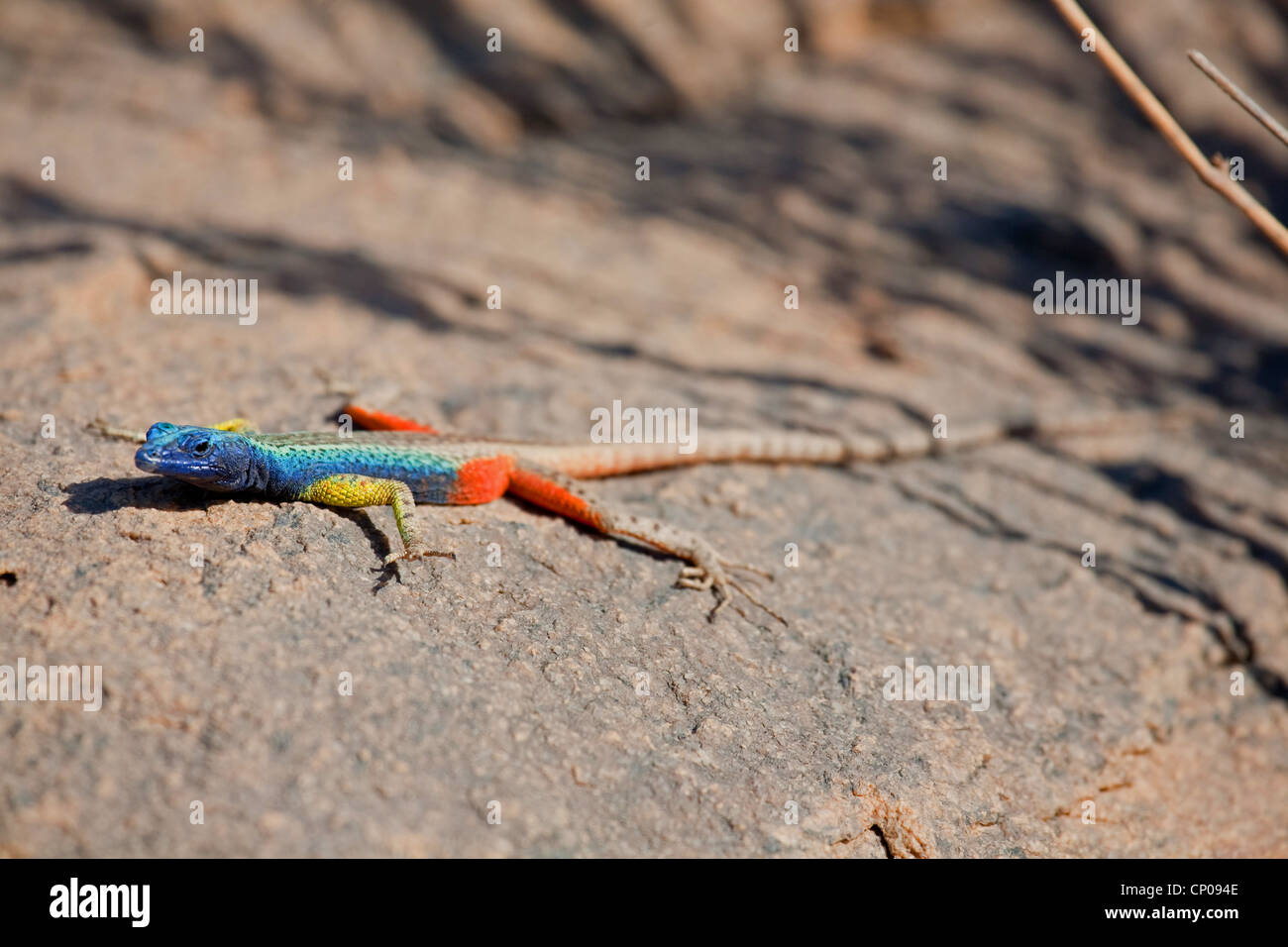 Broadley's Flat Lizard (Platysaurus broadleyi), colourful male on a rock, South Africa, Northern Cape, Augrabies Falls-Nationalpark, Kakamas Stock Photo