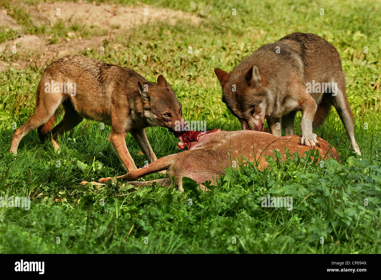 Gray wolves hunting deer hi-res stock photography and images - Alamy