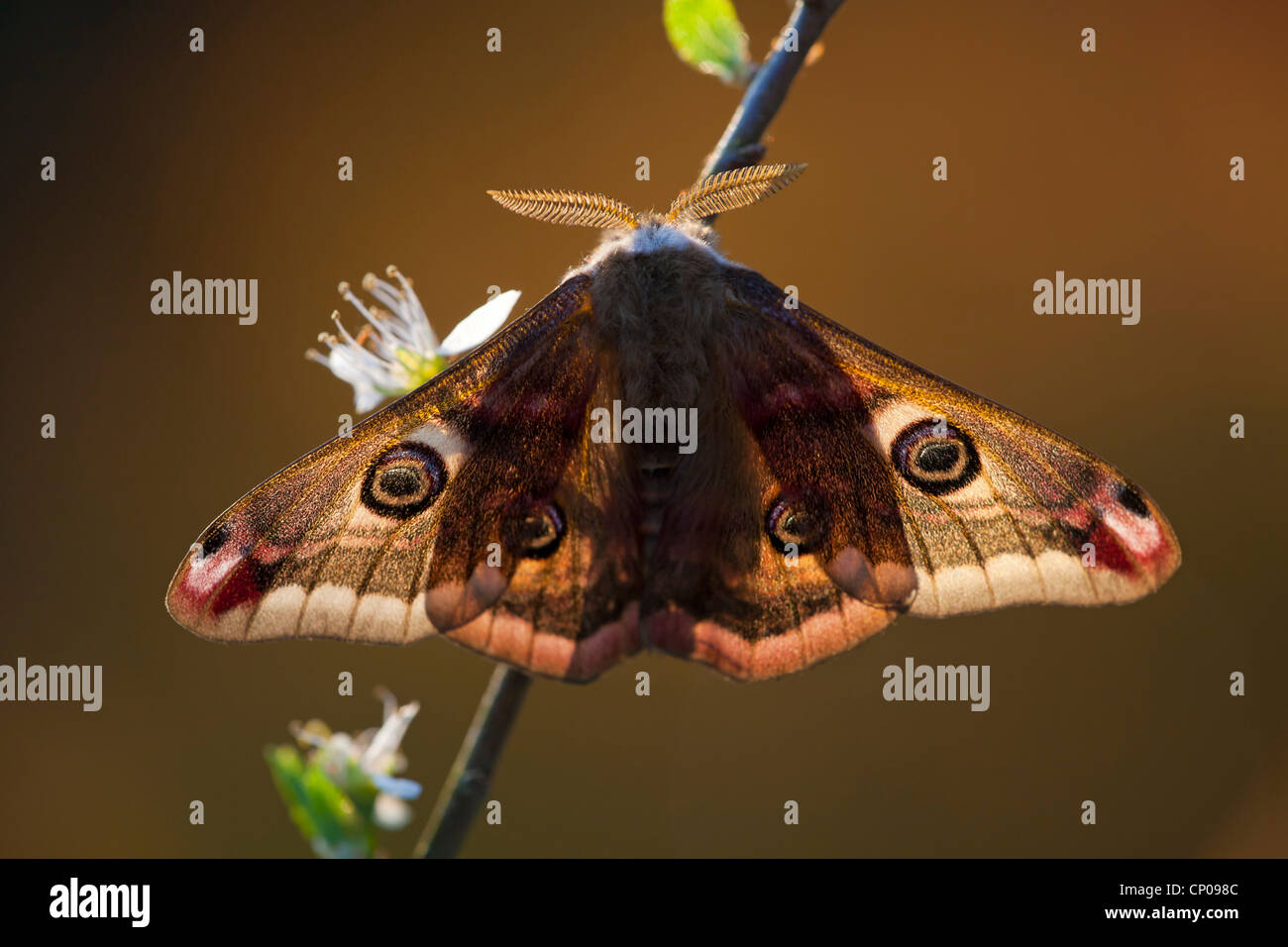 emperor moth (Saturnia pavonia, Eudia pavonia), male sitting at a twig ...