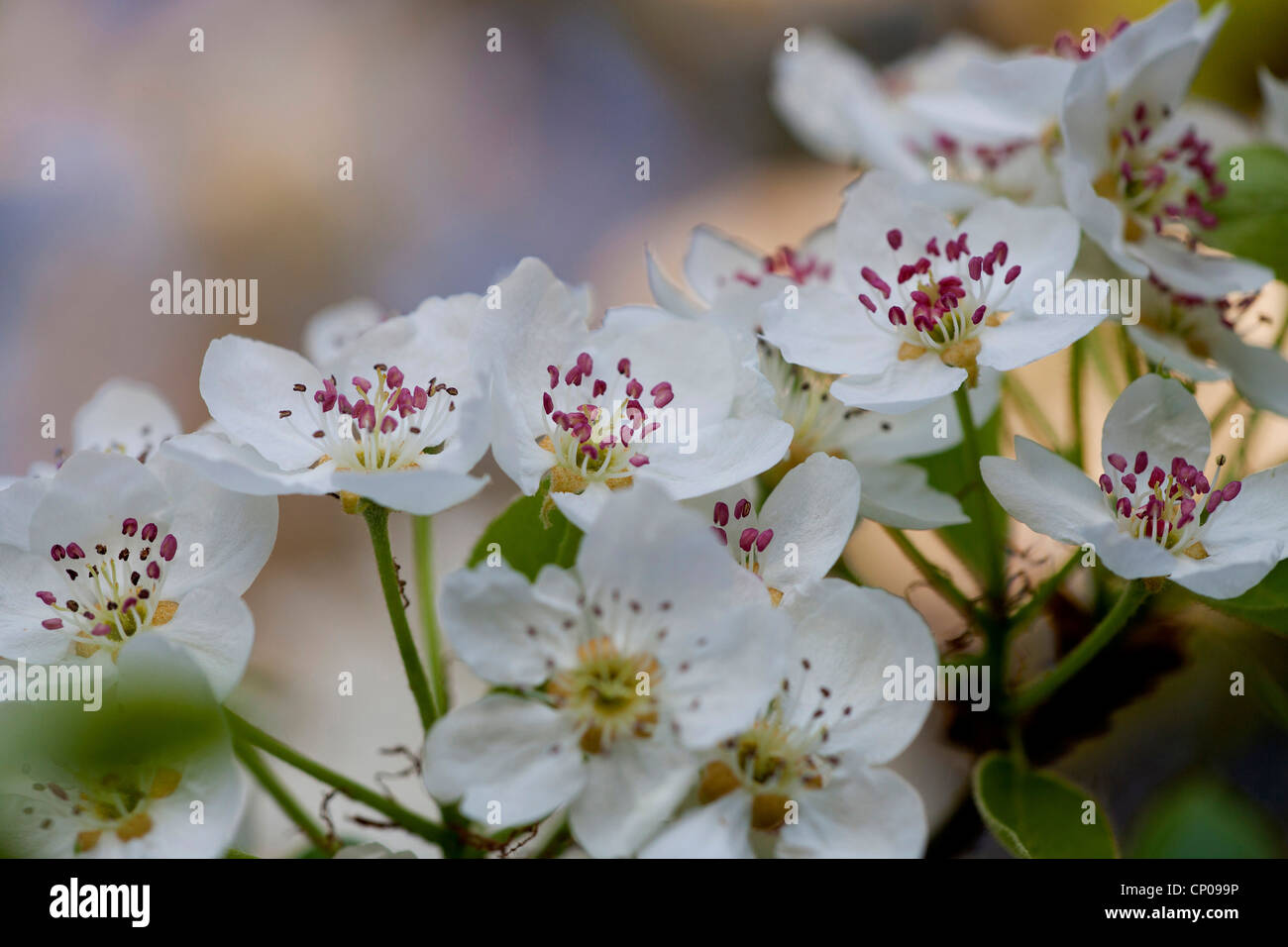 common pear (Pyrus communis), blooming twig, Germany, Rhineland-Palatinate Stock Photo