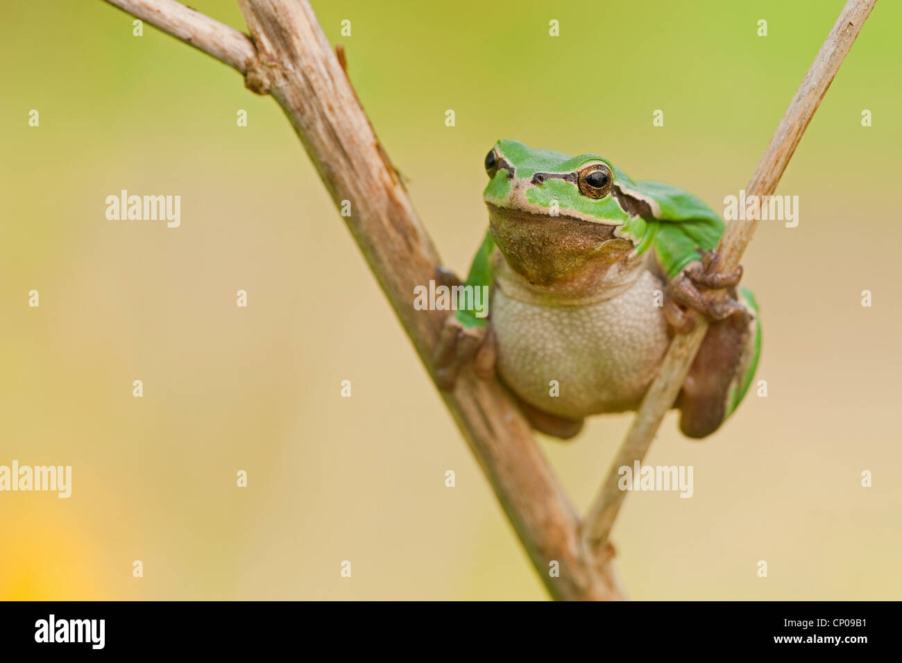 European treefrog, common treefrog, Central European treefrog (Hyla arborea), sitting on a twig, Germany, Rhineland-Palatinate Stock Photo