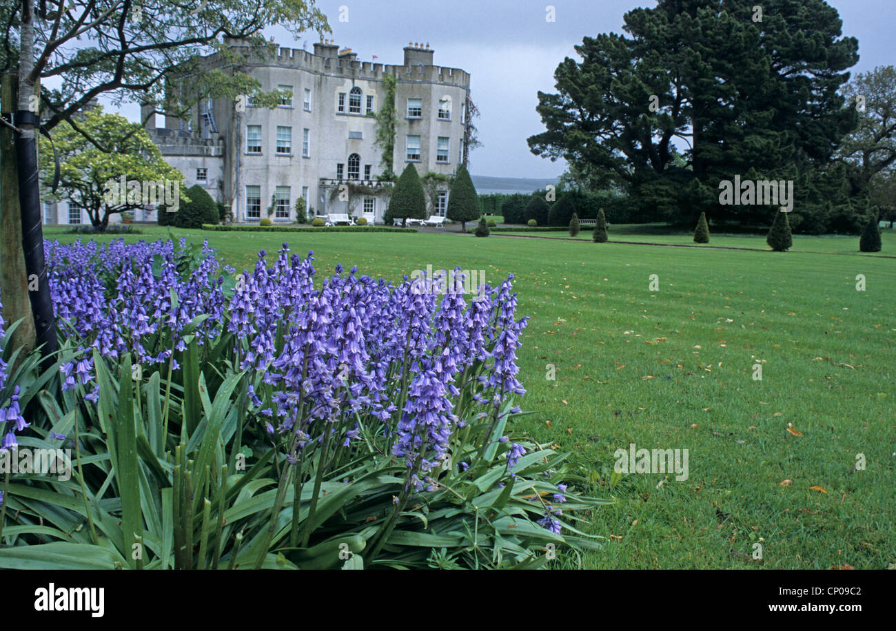 Bluebells, Glin Castle, ancestral home of the Knights of Glin, Co. Limerick, Ireland Stock Photo