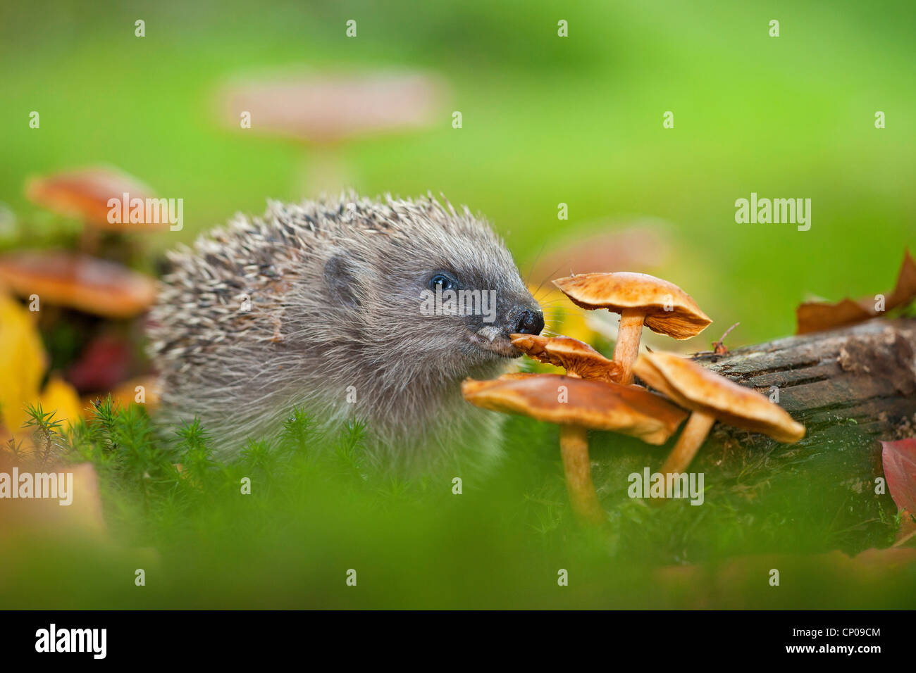 Western hedgehog, European hedgehog (Erinaceus europaeus), eating a mushroom, Germany, Rhineland-Palatinate Stock Photo