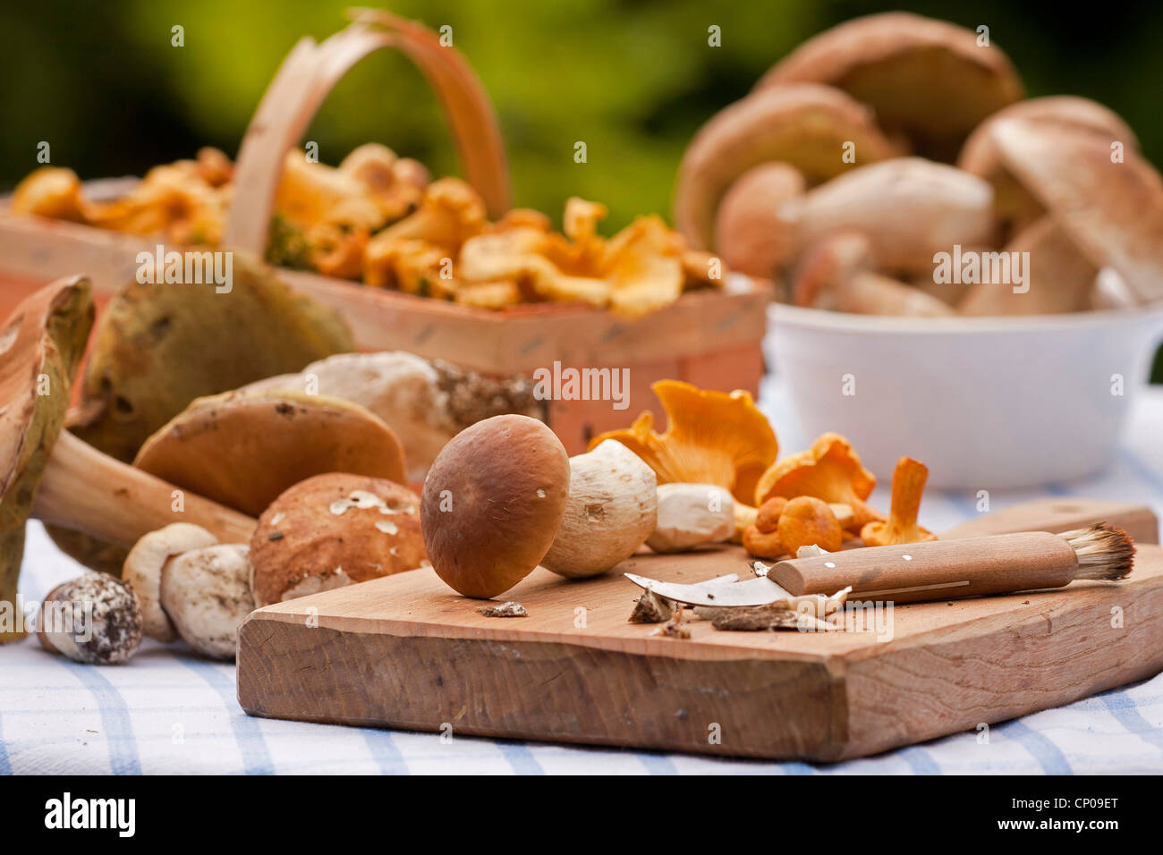 penny buns and chanterelles on a chopping board, Germany, Rhineland-Palatinate Stock Photo