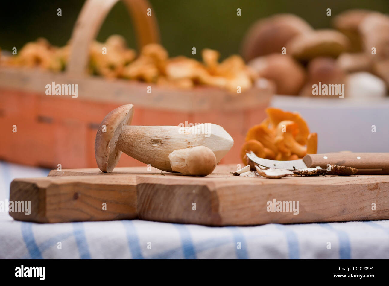 penny buns and chanterelles on a chopping board, Germany, Rhineland-Palatinate Stock Photo