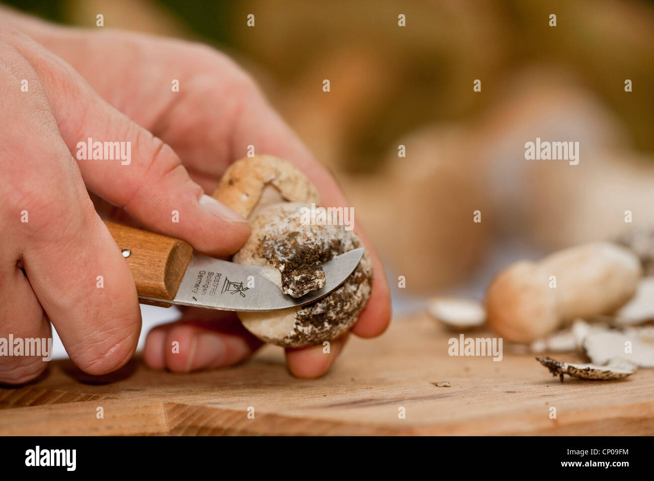 penny bun, cep (Boletus edulis), penny bun is cleaned, Germany, Rhineland-Palatinate Stock Photo