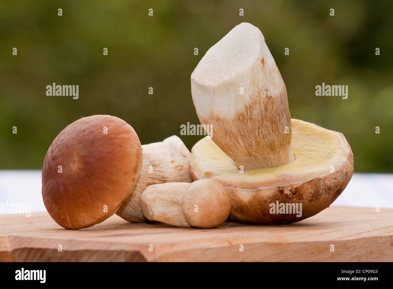 penny bun, cep (Boletus edulis), penny buns on a chopping boards, Germany, Rhineland-Palatinate Stock Photo