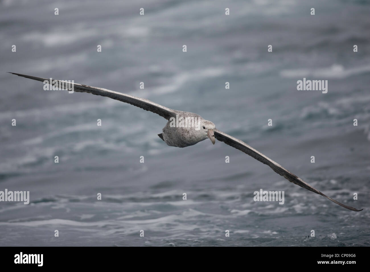 Southern Giant-Petrel (Macronectes giganteus), in flight in the Scotia Sea. Stock Photo