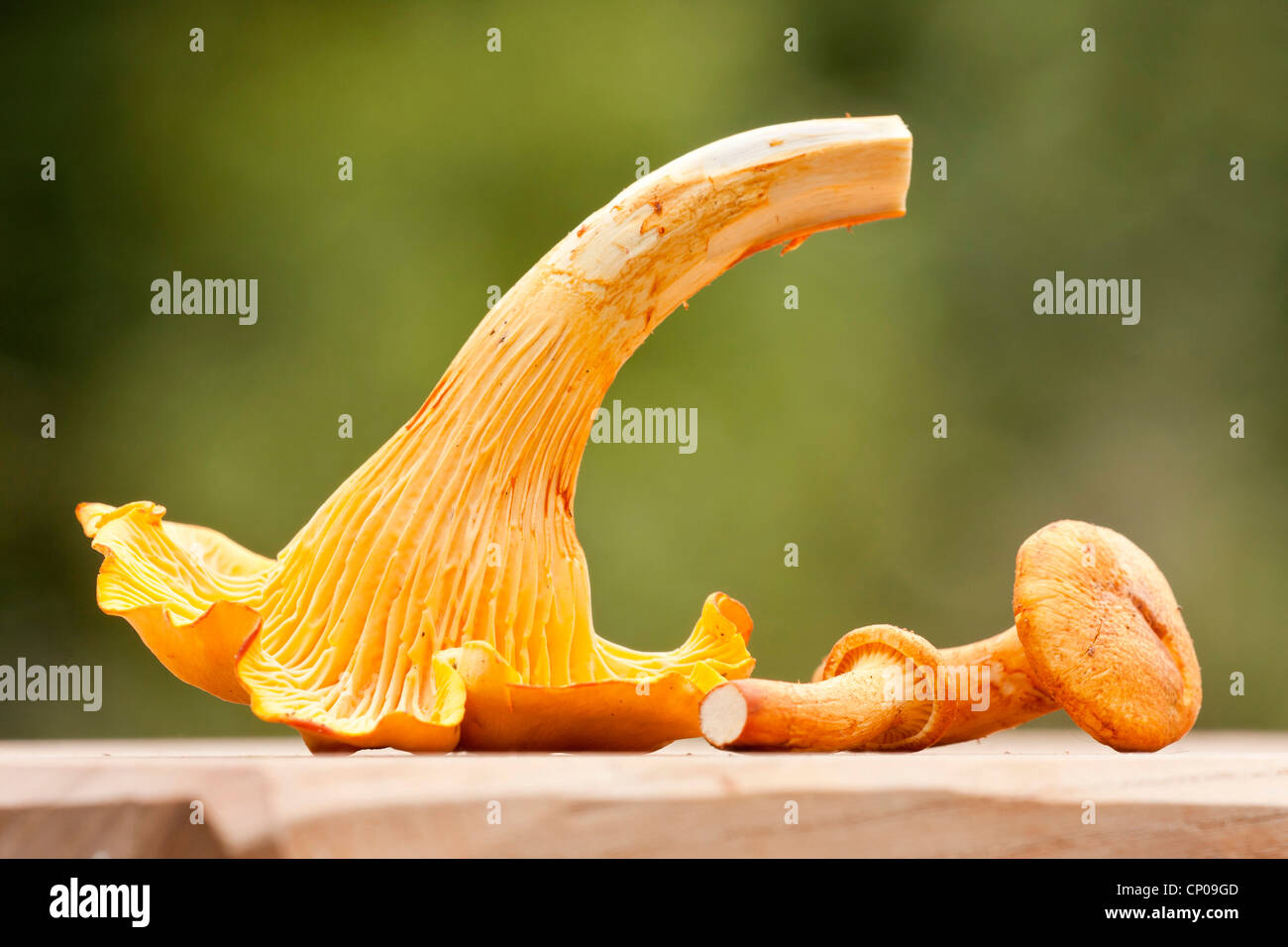 chanterelle (Cantharellus cibarius), chopping boards on a chopping board, Germany, Rhineland-Palatinate Stock Photo