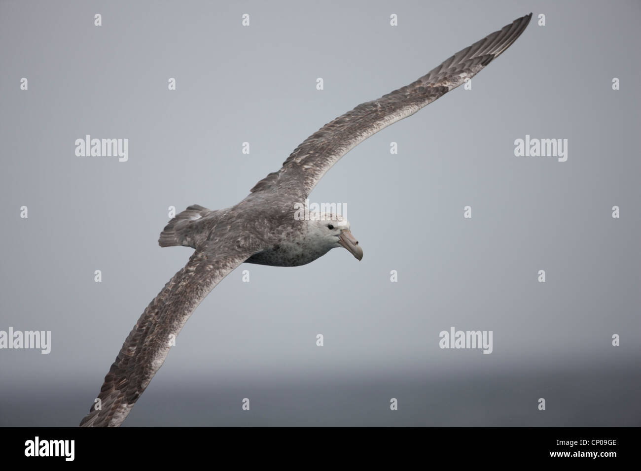 Southern Giant-Petrel (Macronectes giganteus), in flight in the Scotia Sea. Stock Photo