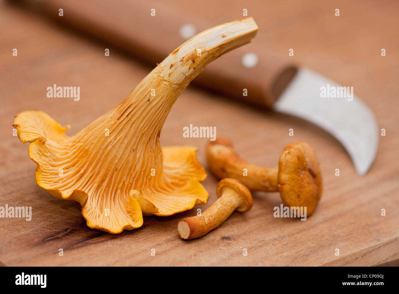 chanterelle (Cantharellus cibarius), chopping boards on a chopping board, Germany, Rhineland-Palatinate Stock Photo